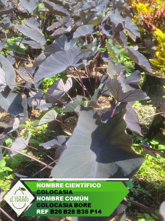 Plántula de Colocasia