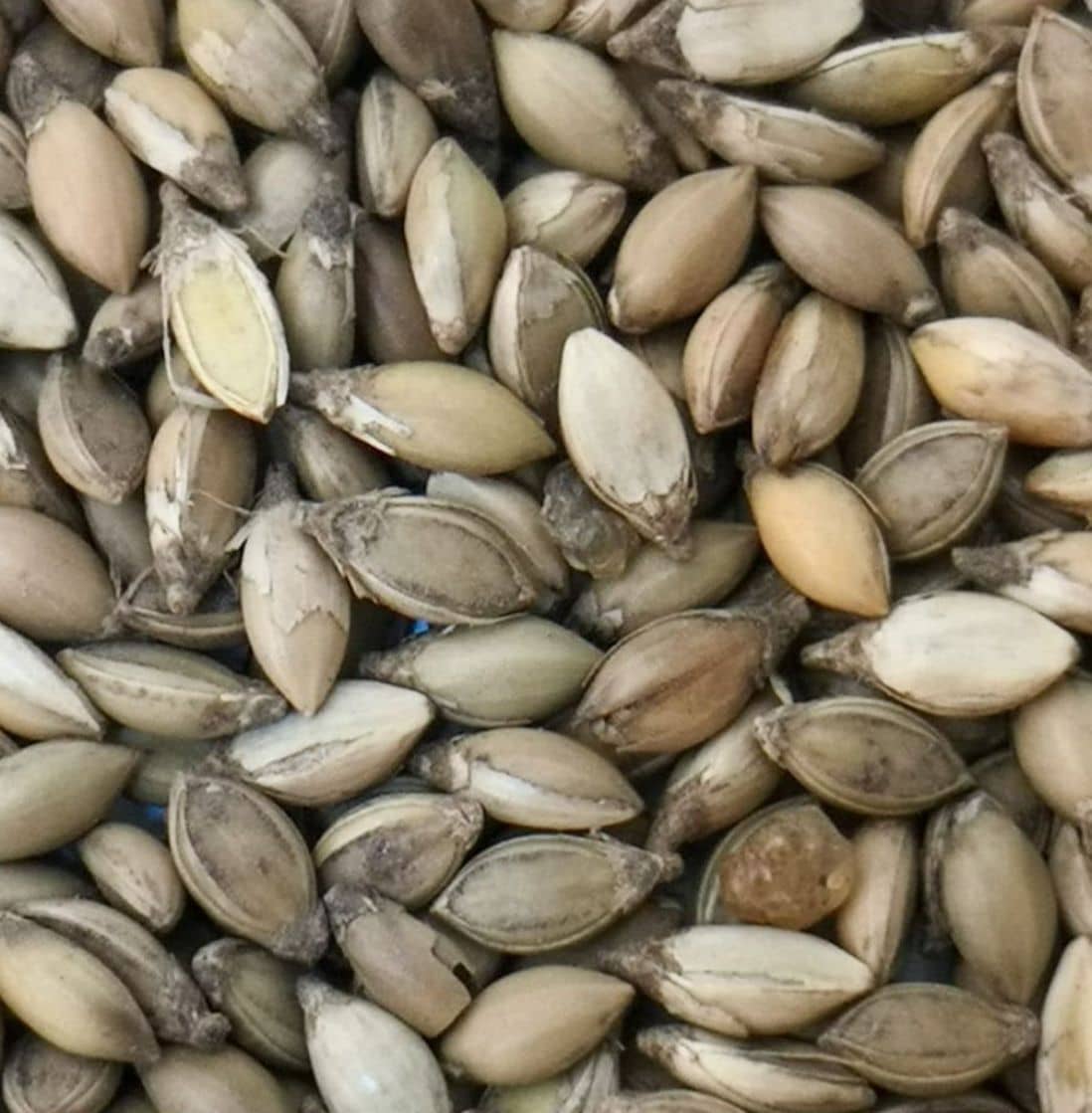 Semilla de pasto Brachiaria Piata – Pureza 90% – VC 77% – Importada de Brasil