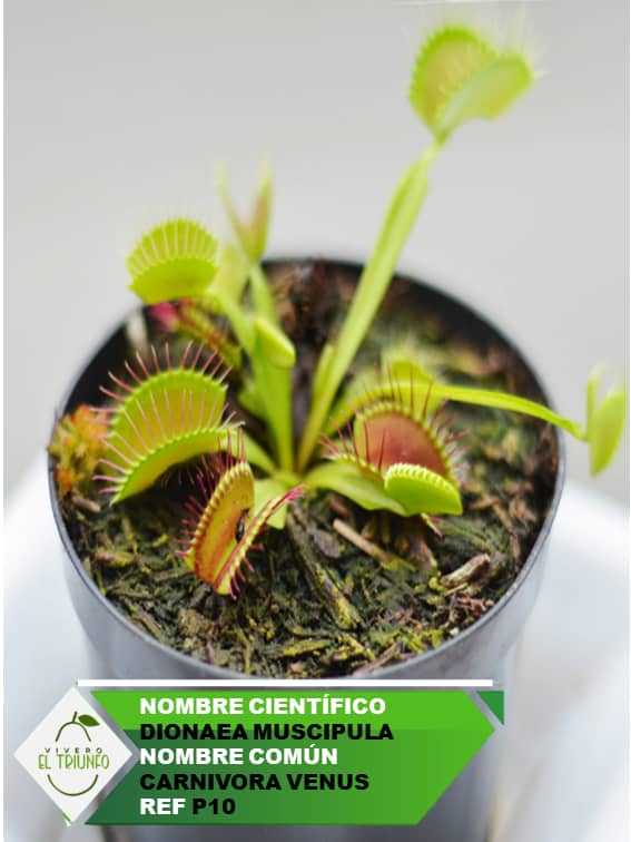 Plántula Carnívora Venus