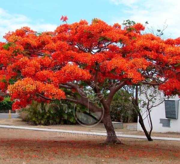 Semilla Acacia roja x 100gr