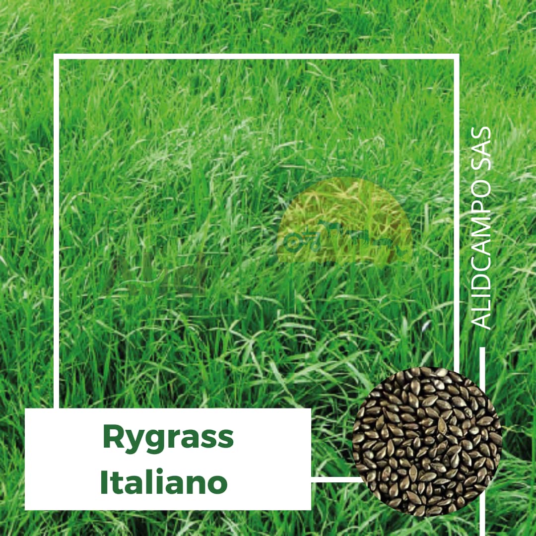 Semilla Rygrass Italiano