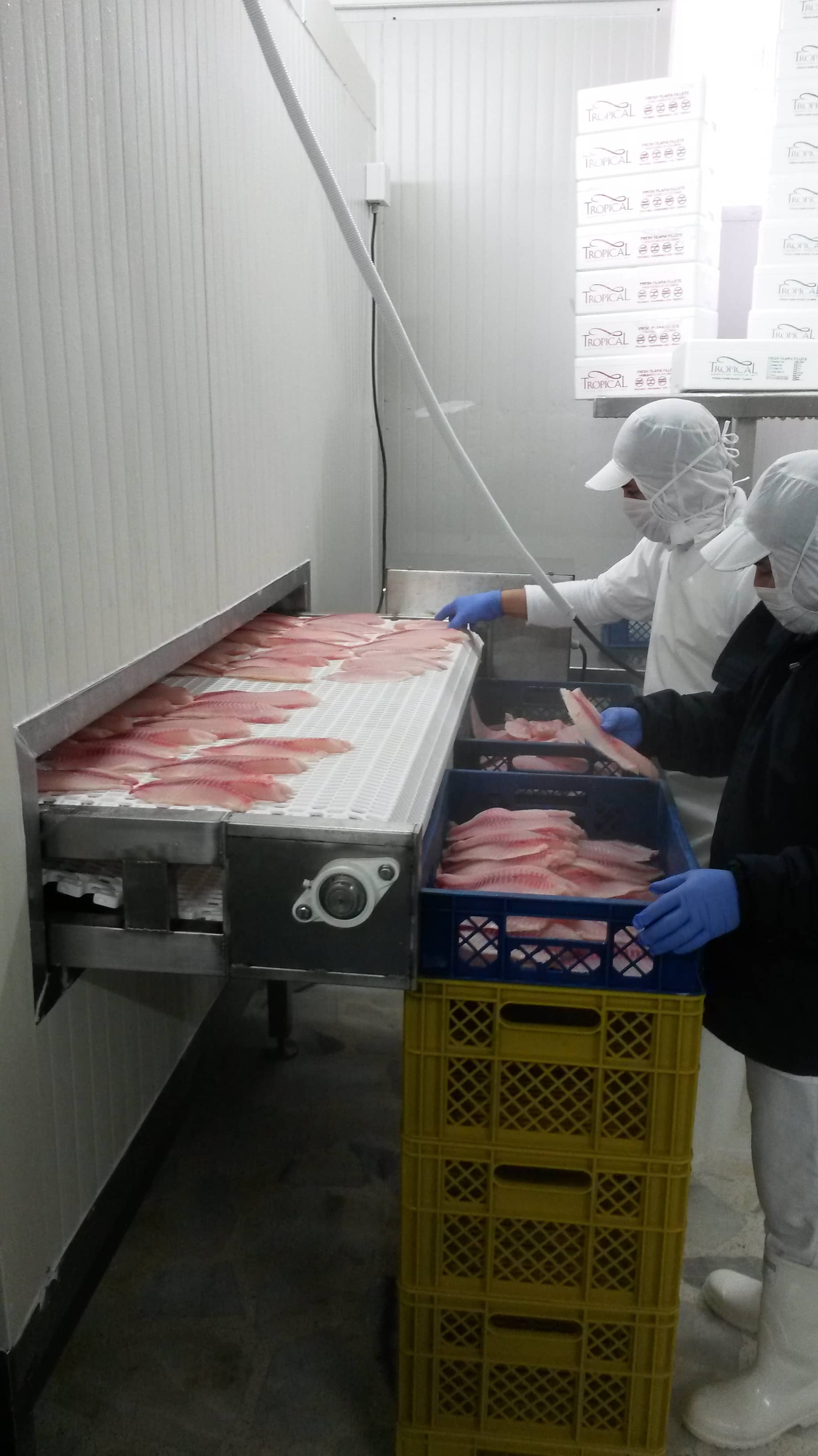 Túneles de enfriamiento para alimentos – Enfriamiento rápido IQF