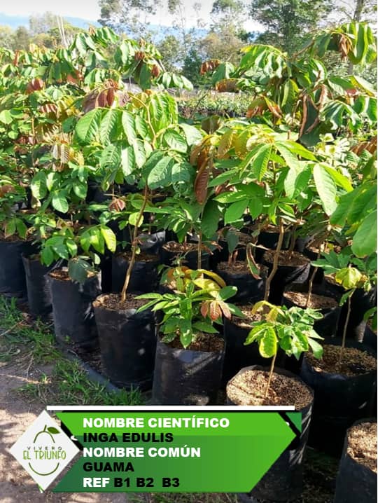 Plántula de Guamo