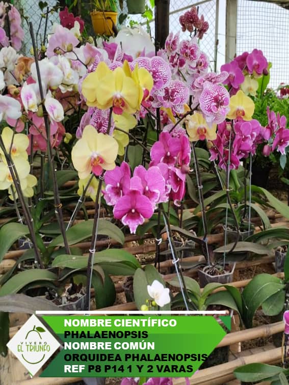 Plántula de Orquídea Phalaenopsis Mini