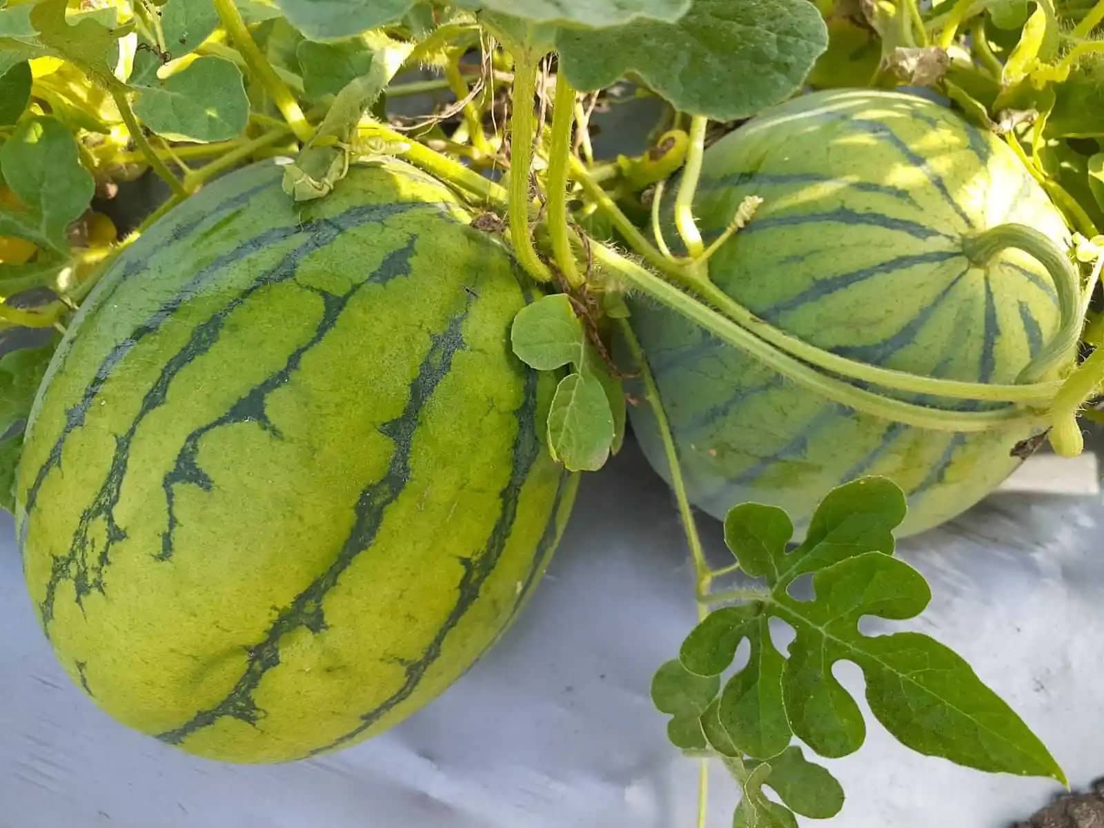 Sandia.jpeg