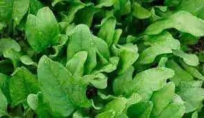 Semilla De Espinaca Viroflay x 454 Gr