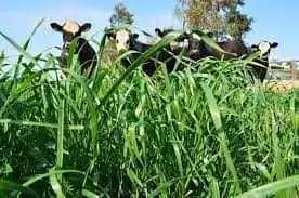 Semilla De Rye Grass Anual Jivet x 50 Lb