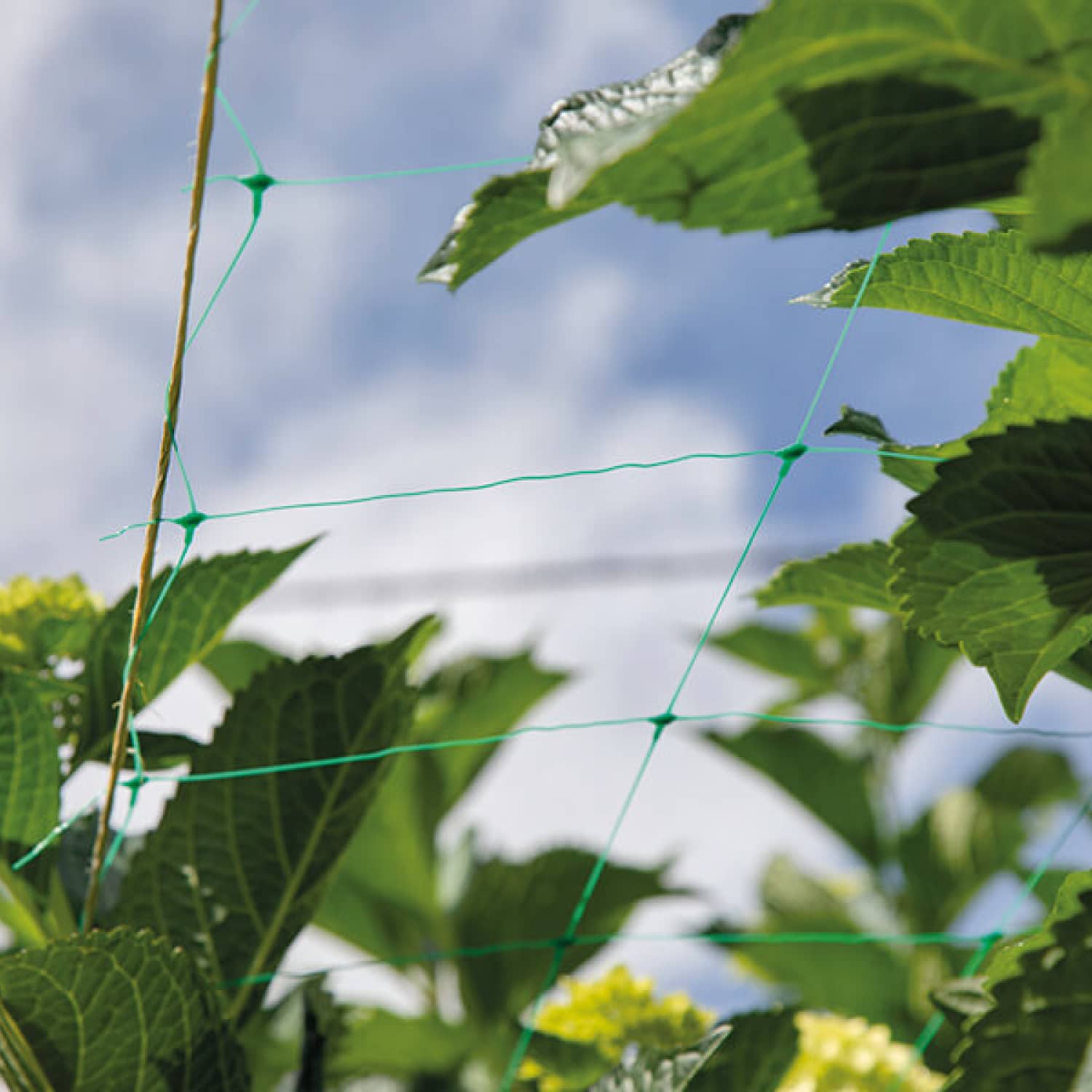 Malla Soporte para Plantas | Tutorado