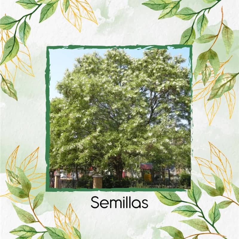 Semilla Acacia Blanca x 20 g - Árboles leguminosas de copa redonda