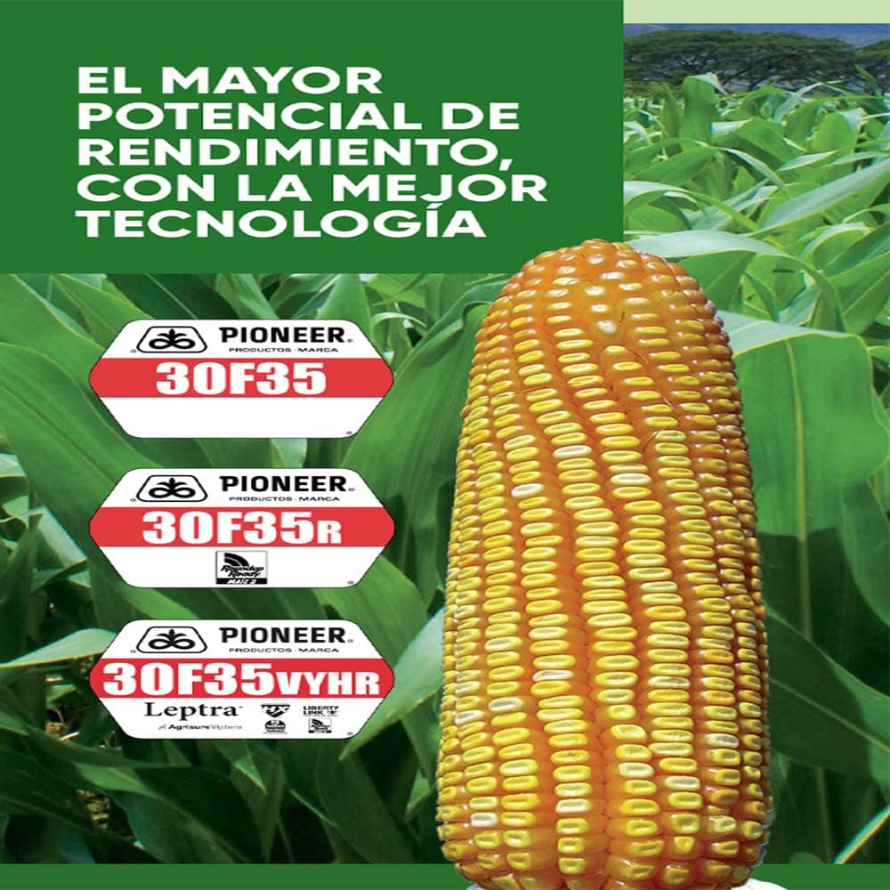 Pioneer 30F35R | Semilla híbrida OMG de maíz alto rendimiento