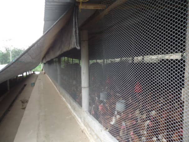 Malla Cerram Pollito versátil PEAD  21x21mm 1.83m  30m  Verde uv2