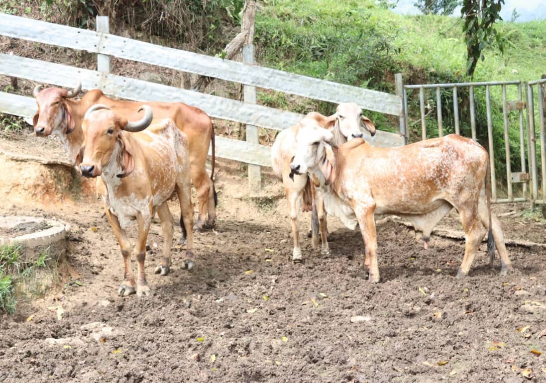 Ganado 2 Cowboys.png