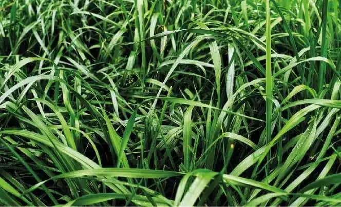 Semilla De Rye Grass Anual Aubade 50 lb - Impulsemillas