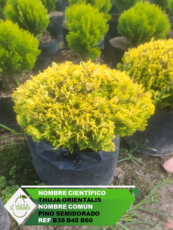 Plántula de Pino Semidorado