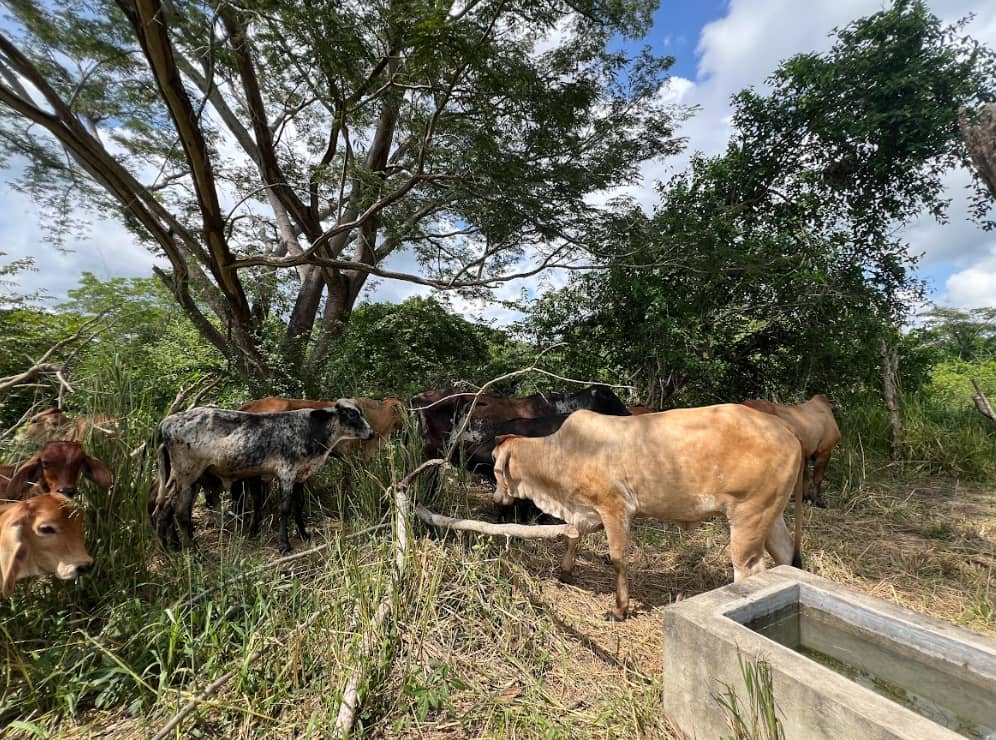 Captura de pantalla 2024-12-19 163712.png