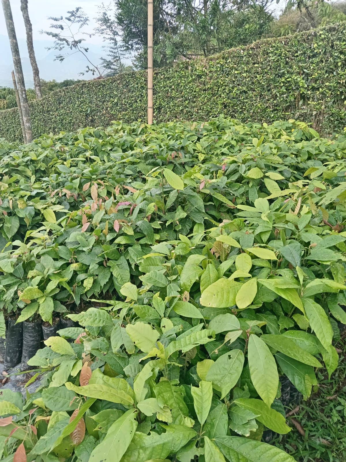 Cacao Patronaje y Clones FEAR 5 y CCN51