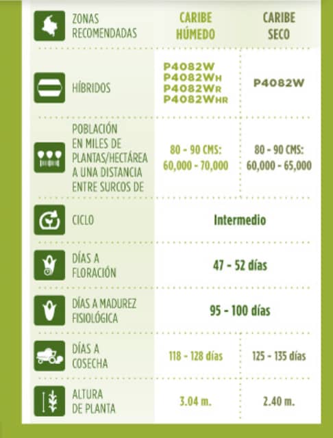 Pioneer P4082WR | Semilla híbrida OMG de alto rendimiento