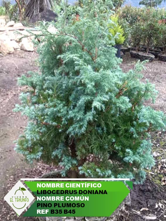 Plántula de Pino Plumoso