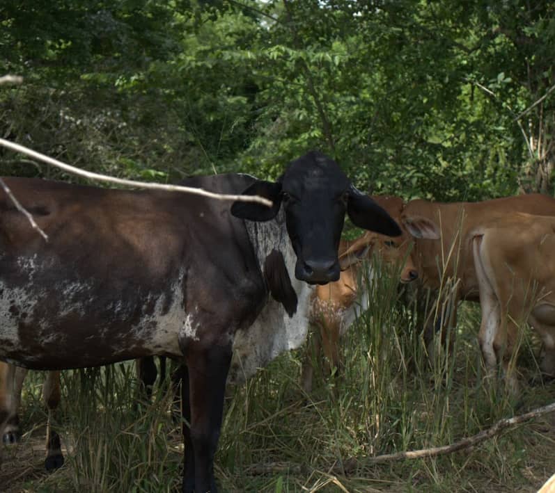 Captura de pantalla 2024-12-19 163812.png