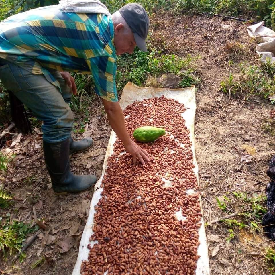 Cacao seco en grano x Kg