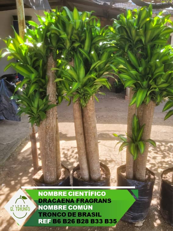 Plántula de Tronco de Brasil