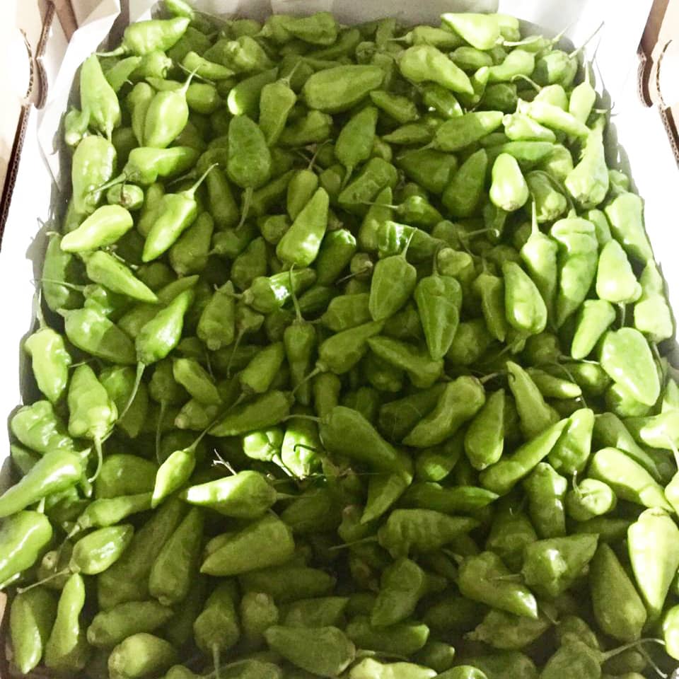 aji.jpg