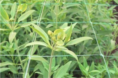 Malla sop.pta 150x150mm, 1.35m,1000m,uv2