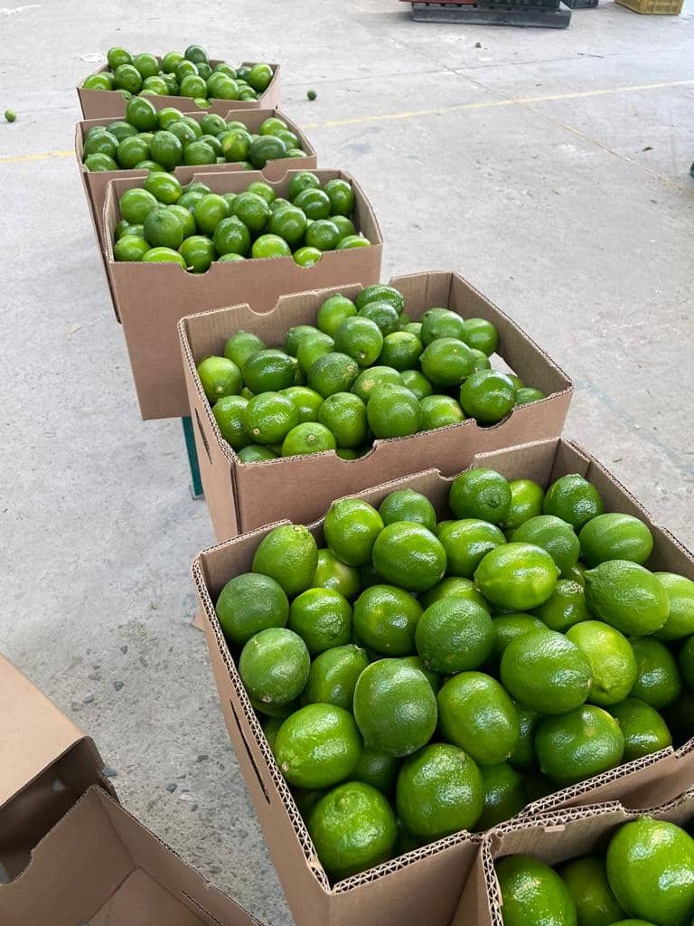 Venta de Limón Tahití tipo Exportación - Caja x 16 kilogramos