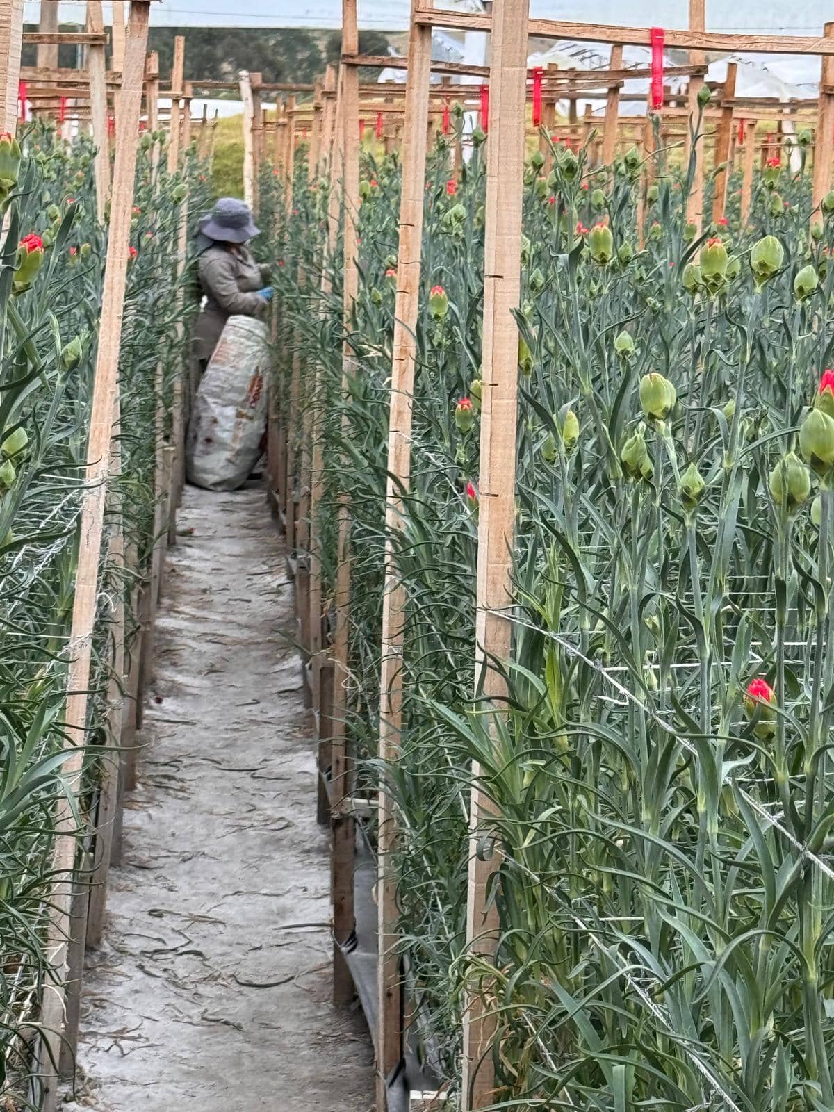 Azasol de AzaAgro |Insecticida  Orgánico Extracto de Neem