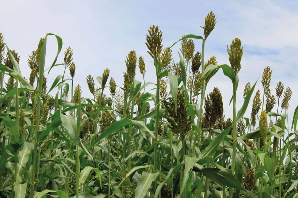 Semilla de Sorgo Agrosavia JJT-18 x 7 KG