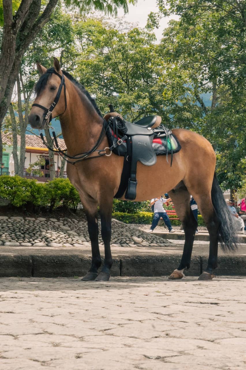 Silla Indiana cabalgata MESACÉ - Café