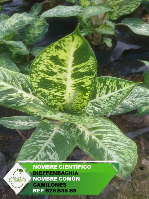 Plántula de Camilones