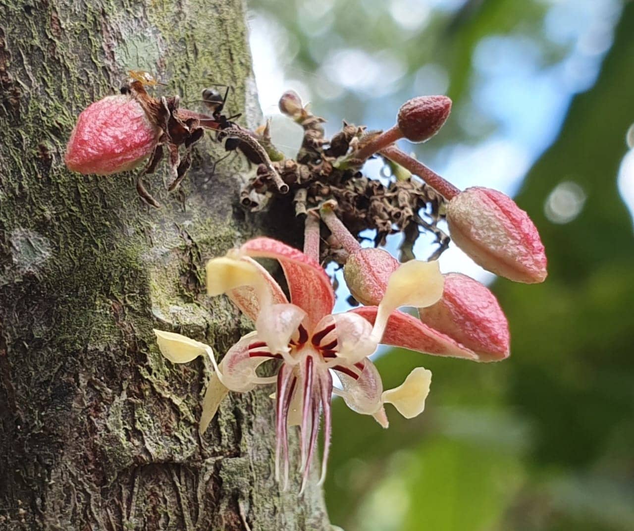 Flor de Cacao