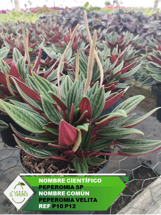 Plántula de Peperomia Velita