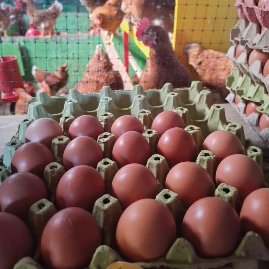 Huevos de Gallinas Felices