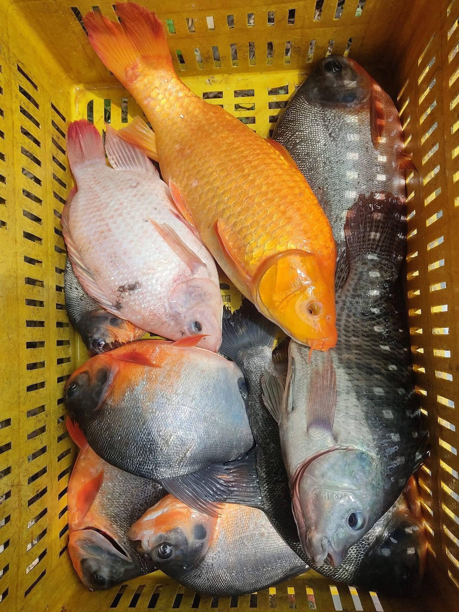 Carpa Dorada