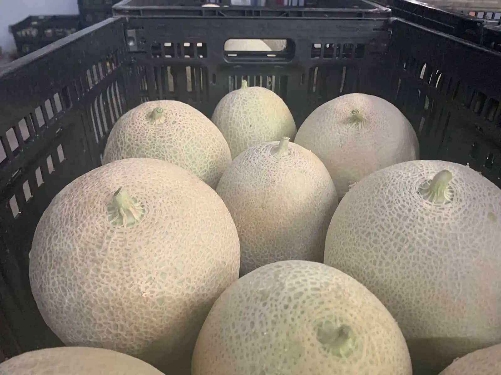 Melon Fertilia.jpeg