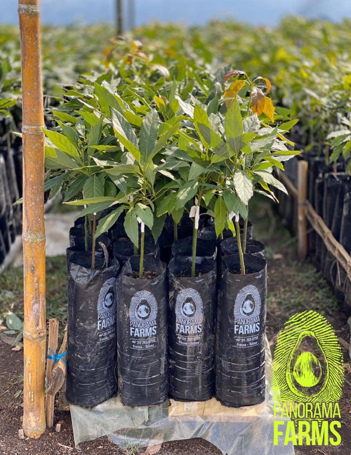 Plántulas de Aguacate Hass Certificadas | Colombia