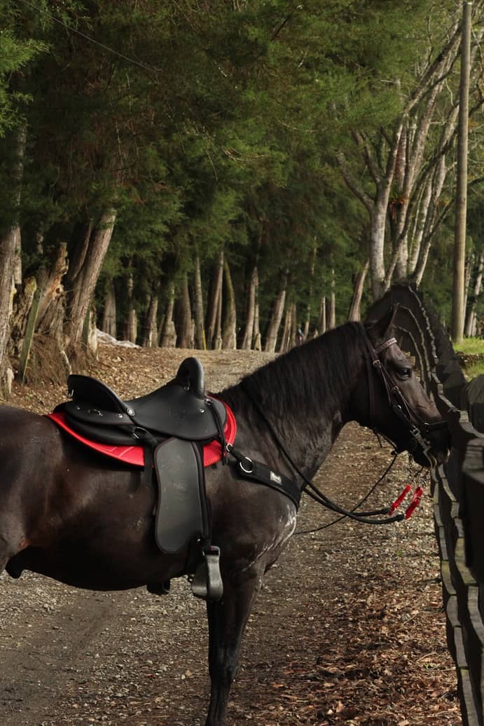 Tereque Tronador cabalgata MESACÉ Negro